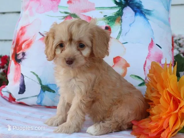 Apphia – Cavapoo puppy for sale in Boyd, WI