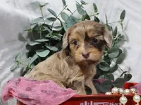 Celine, a female Cavapoo for sale in Boyd, WI – 3 of 6