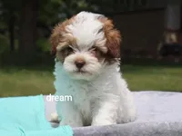Clay, a male Shihpoo for sale in Boyd, WI – 5 of 6