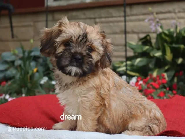 Nash – Cavalier King Charles Spaniel, Shih Tzu puppy for sale in Boyd, WI