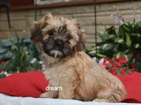 Nash, a male Cavalier King Charles Spaniel and Shih Tzu for sale in Boyd, WI – 6 of 9