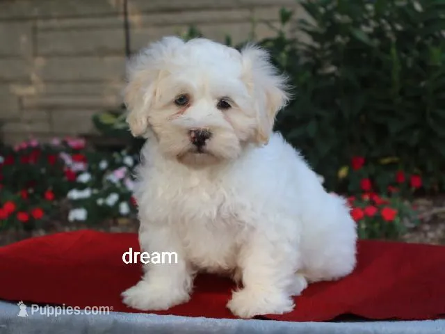 Quinn – Shihpoo puppy for sale in Boyd, WI