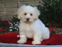 Quinn, a male Shihpoo for sale in Boyd, WI – 3 of 9