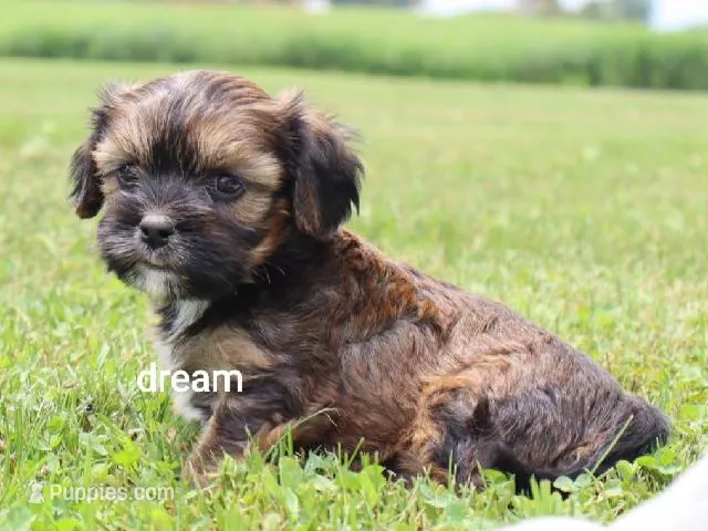 Jolie – Cavalier King Charles Spaniel, Shih Tzu puppy for sale in Boyd, WI