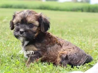 Jolie, a female Cavalier King Charles Spaniel and Shih Tzu for sale in Boyd, WI – 5 of 6