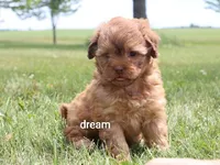 Sage, a female Shihpoo for sale in Boyd, WI – 6 of 6