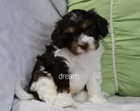 Echo, a male Cavapoo for sale in Boyd, WI – 8 of 9