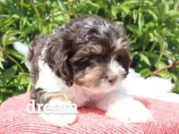 Echo, a male Cavapoo for sale in Boyd, WI – 9 of 9