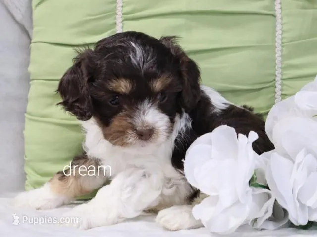 Echo – Cavapoo puppy for sale in Boyd, WI
