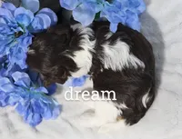 Echo, a male Cavapoo for sale in Boyd, WI – Photo 2 of 4