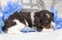 Echo, a male Cavapoo for sale in Boyd, WI – Photo 1 of 4