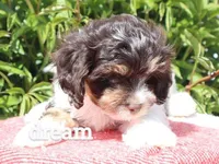 Echo, a male Cavapoo for sale in Boyd, WI – 3 of 9