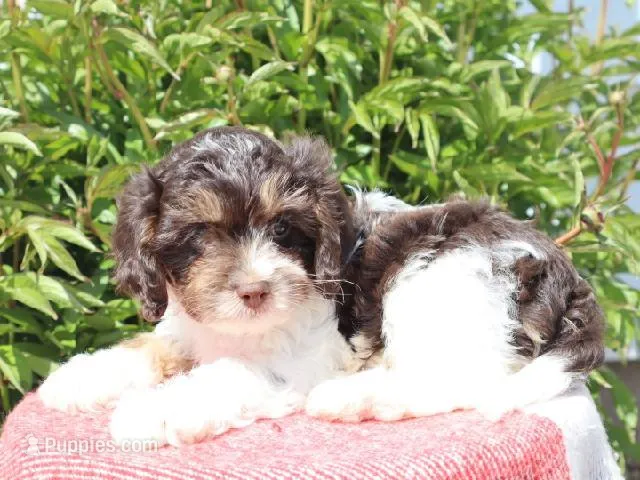 Echo – Cavapoo puppy for sale in Boyd, WI