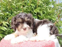 Echo, a male Cavapoo for sale in Boyd, WI – 1 of 9
