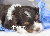 Echo, a male Cavapoo for sale in Boyd, WI – Photo 3 of 4