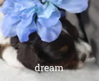 Echo, a male Cavapoo for sale in Boyd, WI – Photo 4 of 4