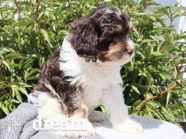 Echo – Cavapoo puppy for sale in Boyd, WI