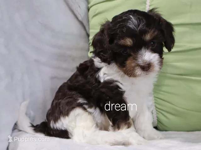 Echo – Cavapoo puppy for sale in Boyd, WI