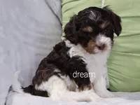 Echo, a male Cavapoo for sale in Boyd, WI – 5 of 9