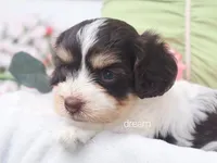 Harmony, a female Cavapoo for sale in Boyd, WI – 6 of 6