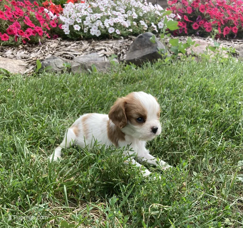 Dewey – Cavalier King Charles Spaniel puppy for sale in Boyd, WI
