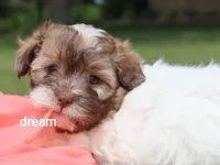 Skye, a female Shihpoo for sale in Boyd, WI – 5 of 5