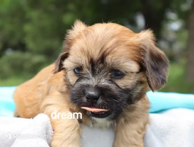 Wynn – Cavalier King Charles Spaniel, Shih Tzu puppy for sale in Boyd, WI