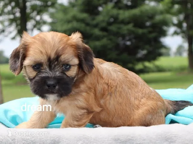 Wynn – Cavalier King Charles Spaniel, Shih Tzu puppy for sale in Boyd, WI