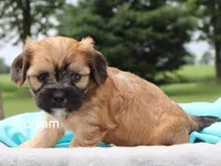 Wynn, a male Cavalier King Charles Spaniel and Shih Tzu for sale in Boyd, WI – 4 of 4