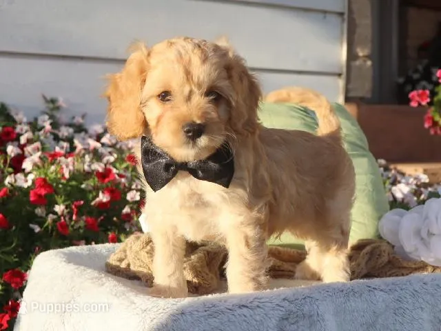 Laredo – Cavapoo puppy for sale in Boyd, WI