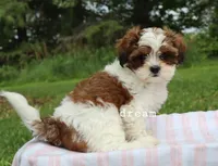 Loveda, a female Cavapoo and Shihpoo for sale in Boyd, WI – 9 of 10