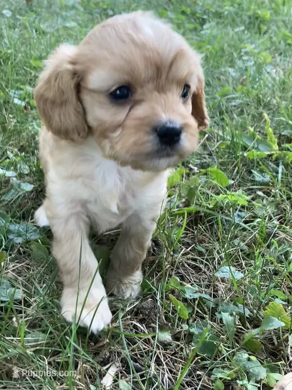 Hadley – Cavapoo puppy for sale in Boyd, WI