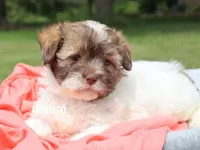 Skye, a female Shihpoo for sale in Boyd, WI – 4 of 5