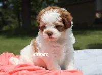 Lark, a female Shihpoo for sale in Boyd, WI – 5 of 7