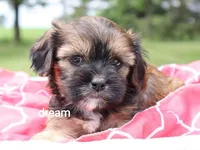 Jolie, a female Cavalier King Charles Spaniel and Shih Tzu for sale in Boyd, WI – 4 of 6