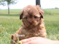 Sage, a female Shihpoo for sale in Boyd, WI – 2 of 6