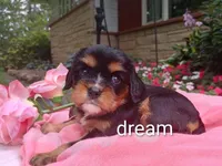 Melody , a female Cavalier King Charles Spaniel for sale in Boyd, WI – 2 of 3
