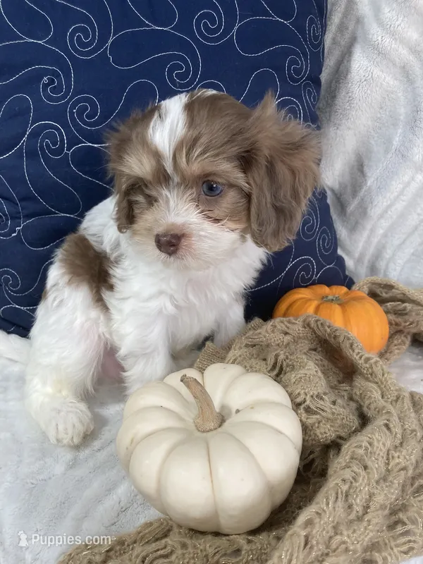 Romeo – Cavapoo puppy for sale in Boyd, WI