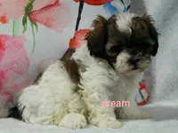 Lyla, a female Shihpoo for sale in Boyd, WI – 3 of 4