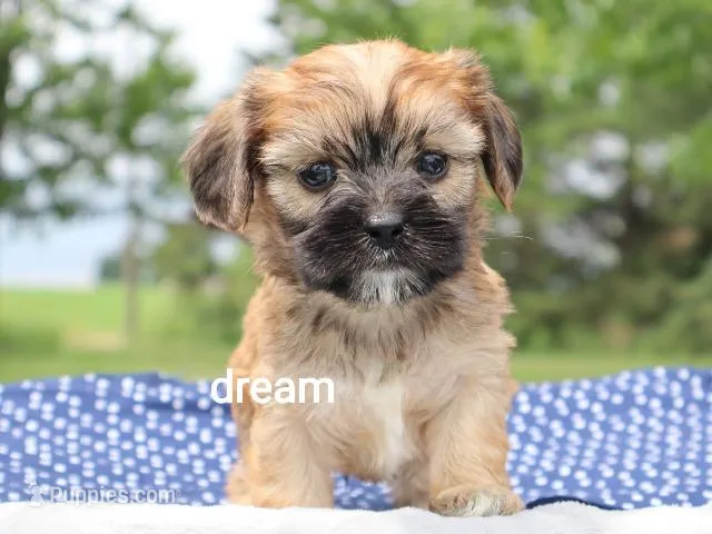 Nash – Cavalier King Charles Spaniel, Shih Tzu puppy for sale in Boyd, WI