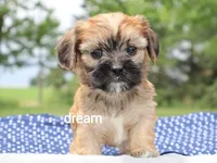 Nash, a male Cavalier King Charles Spaniel and Shih Tzu for sale in Boyd, WI – 2 of 6