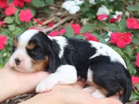 Tiara, a female Cavalier King Charles Spaniel for sale in Boyd, WI – 2 of 5