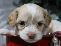 Bliss, a female Cavapoo for sale in Boyd, WI – 2 of 4