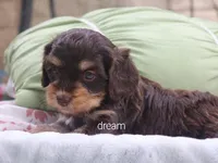 Anza, a female Cavapoo for sale in Boyd, WI – 5 of 5