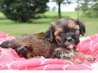 Jolie, a female Cavalier King Charles Spaniel and Shih Tzu for sale in Boyd, WI – 3 of 6