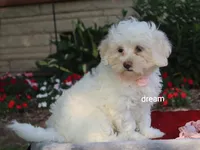 Rayna, a female Shihpoo for sale in Boyd, WI – 6 of 9