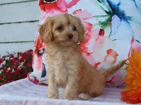 Apphia, a female Cavapoo for sale in Boyd, WI – 9 of 10
