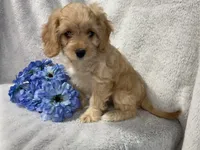 Laredo, a male Cavapoo for sale in Boyd, WI – 10 of 10