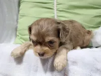 Leif, a male Cavapoo for sale in Boyd, WI – 2 of 4