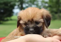 Rhett, a male Cavalier King Charles Spaniel and Shih Tzu for sale in Boyd, WI – 2 of 4